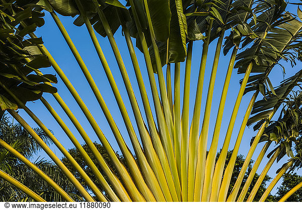 'Lush green foliage against a blue sky; Hawaii  United States of America'