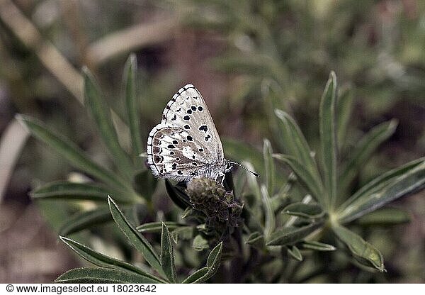 (Lycaenidae)  Andere Tiere  Insekten  Schmetterlinge  Tiere  Arrowhead blue butterflies  Glaucopsyche piasus