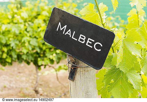 'Malbec' sign on a wooden post in a vineyard with vine leaves in a blurred background; Maipu  Mendoza  Argentina