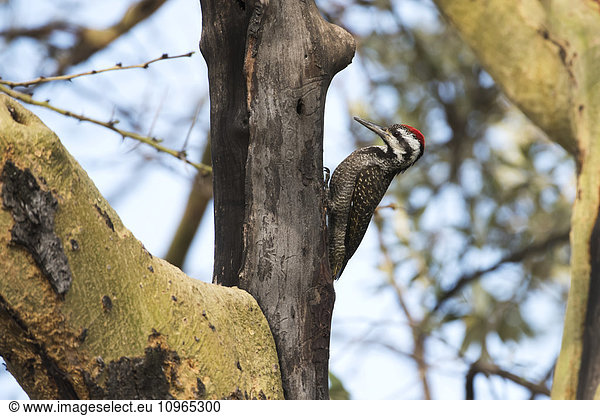 'Male Nubian Woodpecker (Campethera nubica)  Lake Nakuru National Park; Kenya'