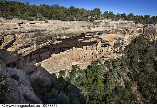 'Mesa Verde National Park’s Cliff Palace ancient dwellings in the evening sunlight with a clear blue sky; Colorado  United States of America'