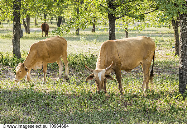 'Mixed breed cattle; Maun  Botswana'