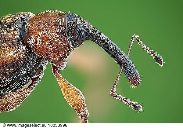 4 mm großer Rüsselkäfer (Dorytomus)