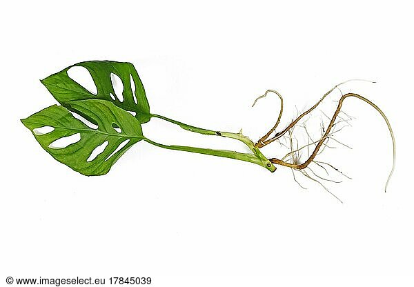 'Monstera Adansonii' houseplant cutting with long bare roots isolated on white background