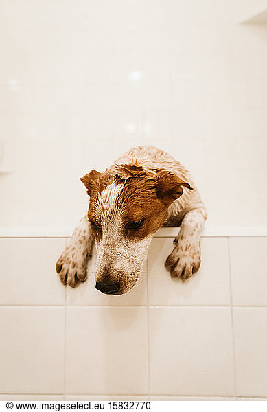6 month old wet and dirty mutt puppy tries to escape bath time