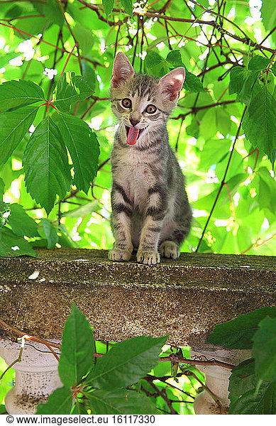 2 months old grinning kitten sitting on a wall