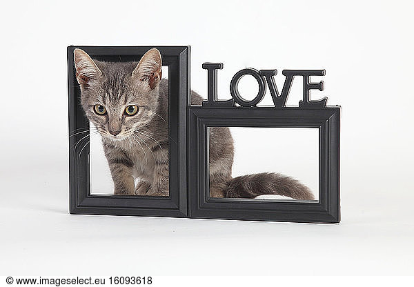 3 months old kitten appearing through a frame on white background