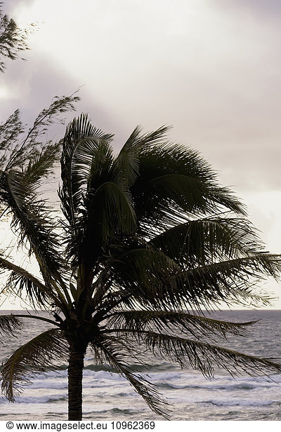 'Morning sunrise through the palm trees along Lydgate Beach; Wailua  Kauai  Hawaii  United States of America'