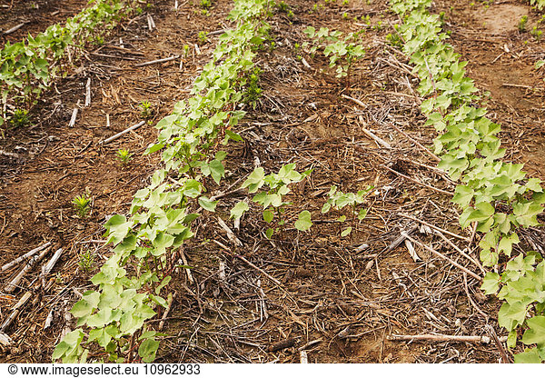 'No-till Roundup ready cotton in approximately 8-10 leaf stage with volunteer cotton germinating from cotton was grown in this field the preceding year; England  Arkansas  United States of America'