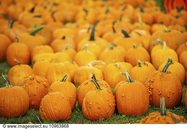 'Orange pumpkins; Elkton  Maryland  United States of America'