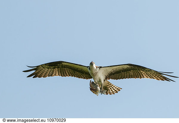'Osprey (Pandion haliaetus) flying; Sebring  Florida  United States of America'