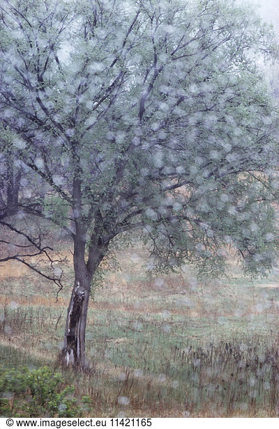 'Out of focus rain drops frame an elm in early spring  Dakota County; Minnesota  United States of America'