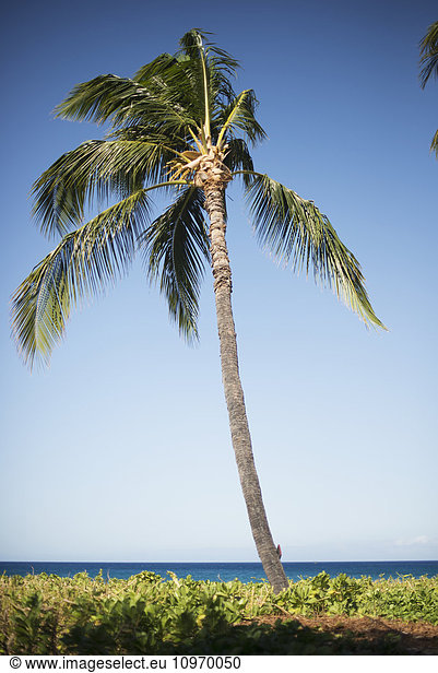 'Palm tree with ocean on the horizon; Island of Hawaii  Hawaii  United States of America'