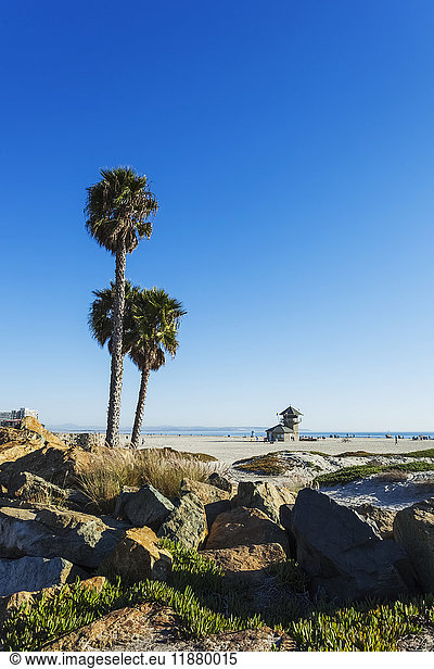 'Palm trees and rocks along the beach with a view of the ocean; California  United States of America'