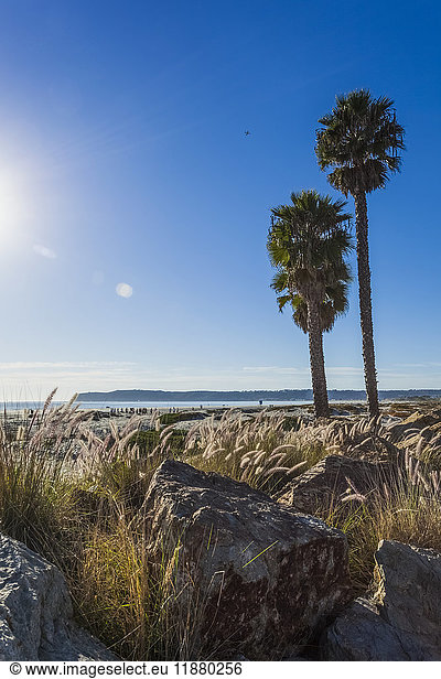 'Palm trees on the shore along the coast with a view of the coastline under a blue sky; California  United States of America'