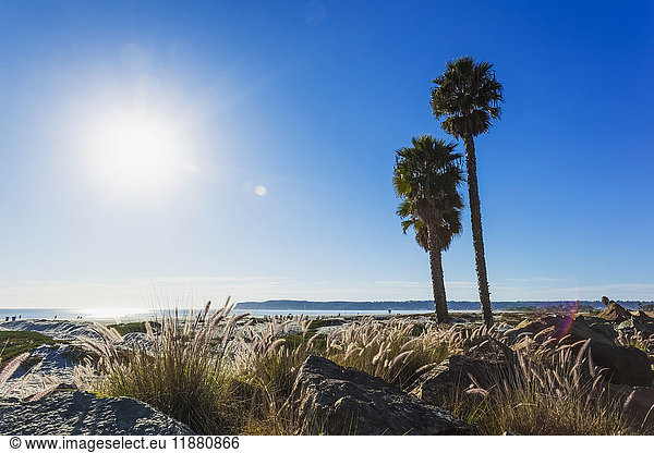 'Palm trees on the shore along the coast with a view of the coastline under a blue sky; California  United States of America'