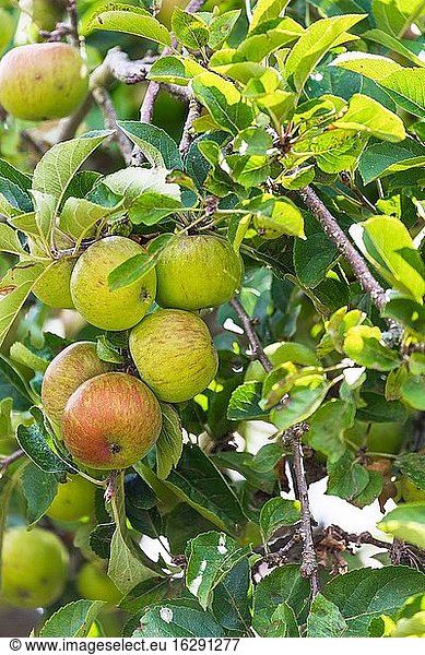 Äpfel. Frisches Obst  das im Garten wächst. England UK.