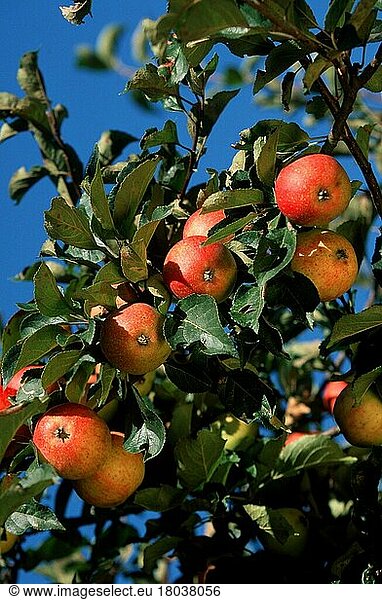 Äpfel  Rheinland-Pfalz  Deutschland  Rosengewächse  Rosaceae  Nutzpflanzen  Obst  Frucht  Früchte  Zweig  Ast  Europa  Sommer  Sommer  vertikal  Europa