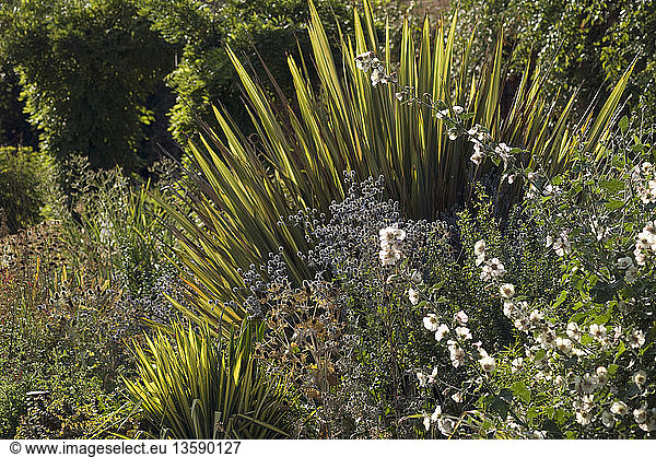 'Phormium tenax ´Yellow Wave´  New Zealand flax'