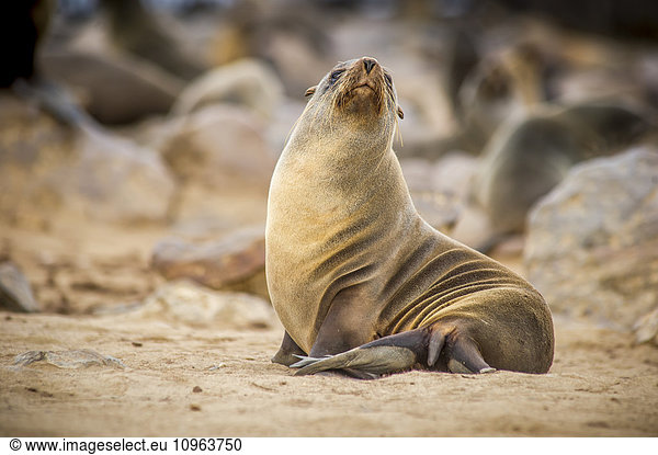 'Portrait of a cape fur seal (pinnipedia) amidst the thousands of seals in the Cape Cross Seal Reserve along the Skeleton Coast; Cape Cross  Namibia'