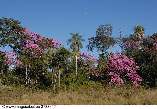 üppige Blütenpracht der rosa blühenden Lebens- oder Inkabäume (Tabebuia heptaphylla)  Paraguay
