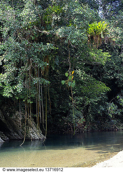 Üppige Vegetation mit Schlingpflanzen Spanish River Blue Mountains Jamaika