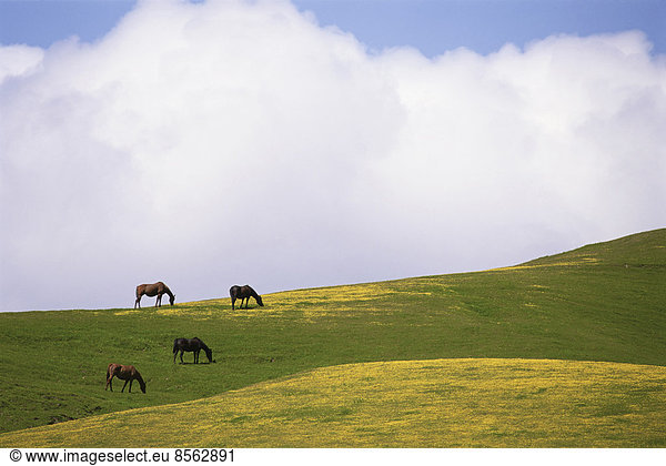 Üppiges Weideland für Pferde auf den Wiesen Kaliforniens.