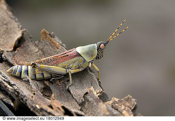 (Pyrgomorphidae)  Andere Tiere  Insekten  Tiere  Zonocerus elegans Elegant grasshopper