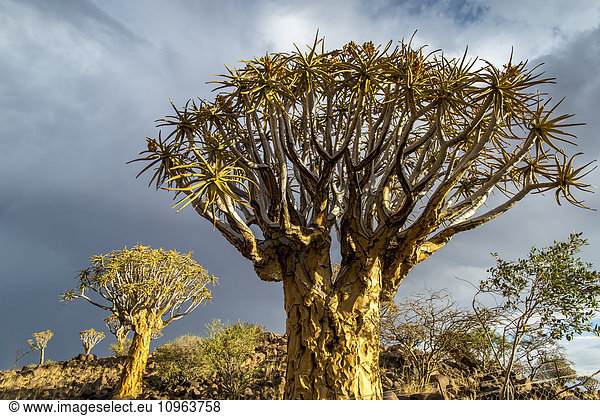'Quiver tree (Aloe dichotoma) forest in the Playground of the Giants; Keetmanshoop,  Namibia'