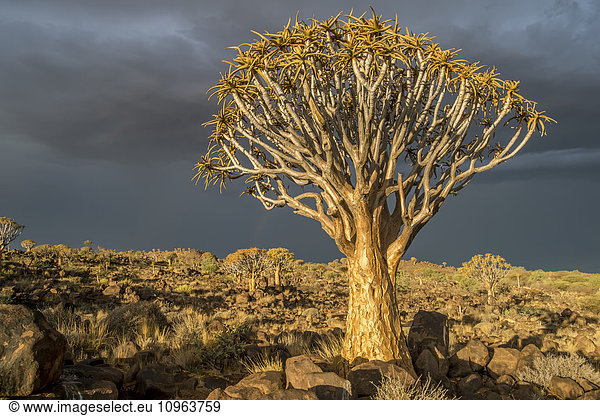 'Quiver tree (Aloe dichotoma) forest in the Playground of the Giants; Keetmanshoop, Namibia'