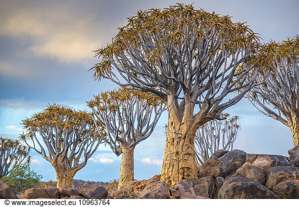 'Quiver tree (Aloe dichotoma) forest in the Playground of the Giants; Keetmanshoop, Namibia'