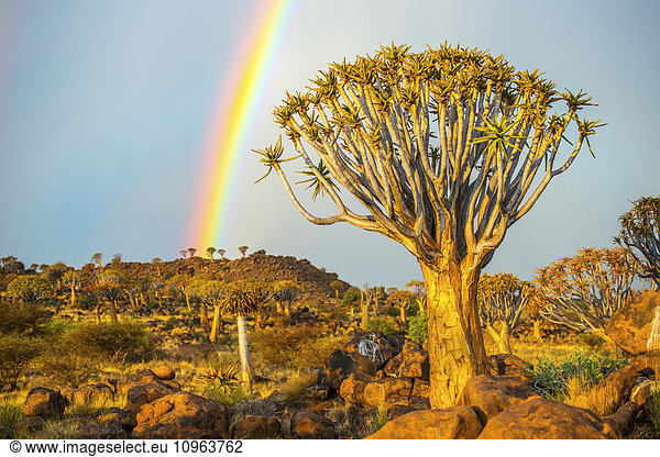'Quiver tree (Aloe dichotoma) forest in the Playground of the Giants with a rainbow; Keetmanshoop  Namibia'