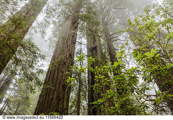 'Redwood trees in fog,  Redwood National and State Parks; California,  United States of America'