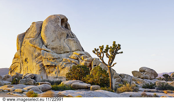 'Rock formation and tree at sunrise  Joshua Tree National Park; California  United States of America'