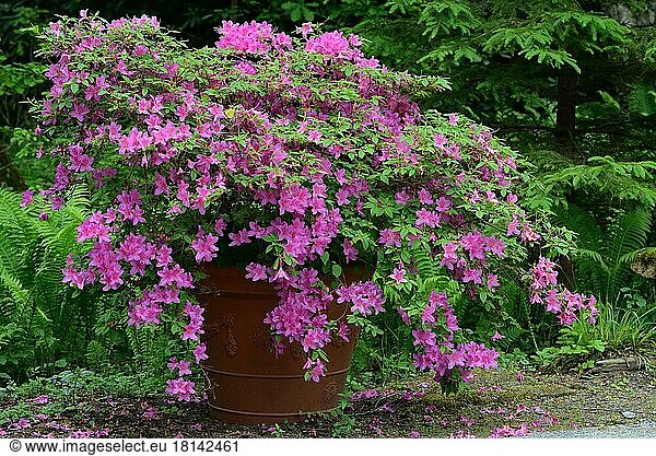 (Rosa) (Rhododendron) Azalee in Blumentopf