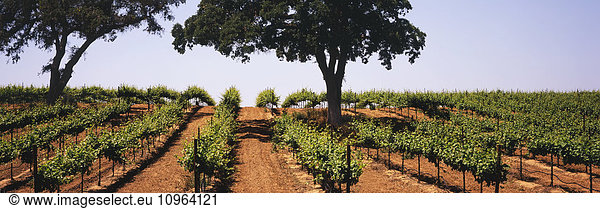 'Rows of mid-growth grapevines in late spring on a hillside amid protected live oak trees in California's Central Valley; Lodi,  California,  United States of America'