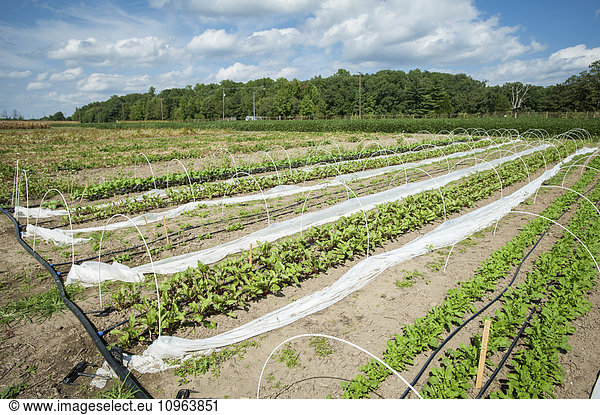 'Rows of vegetable plants growing on a farm; Upper Marlboro  Maryland  United States of America'