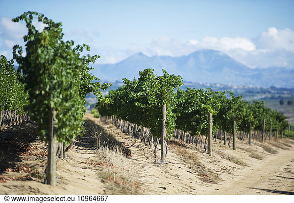 'Rows of vines in a vineyard; Stellenbosch  Gautang  South Africa'