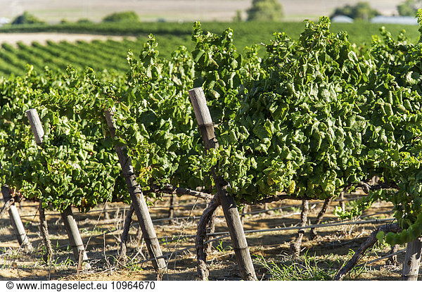 'Rows of vines in a vineyard; Stellenbosch Gautang South Africa'