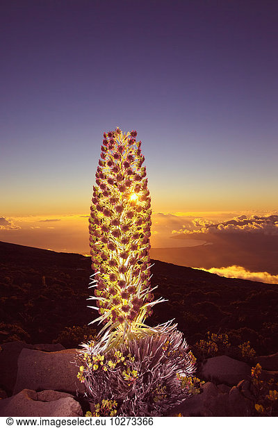 'Setting sun shining through a Silversword on Haleakala at sunset  Kihei and West Maui Mountains in the distance; Maui  Hawaii  United States of America'