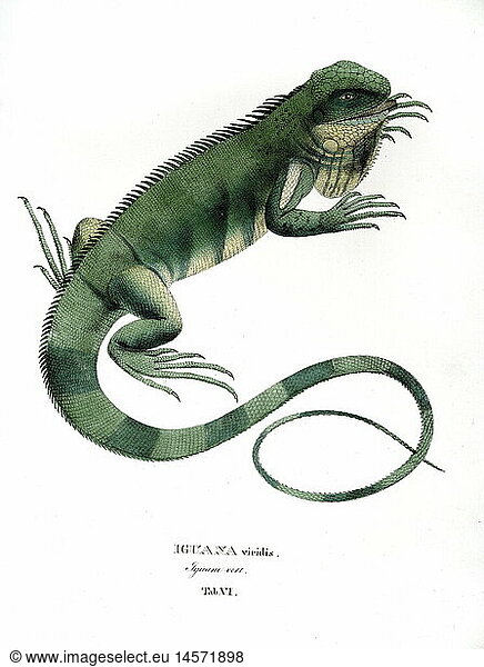 Ãœ SG hist.  Zoologie  Reptilien  Leguane  grÃ¼ner Leguan  (Iguana iguana)  Farblithografie  von Johann Baptist von Spix  aus 'Animalia nova sive species novae lacertorum'  MÃ¼nchen  Deutschland  1825