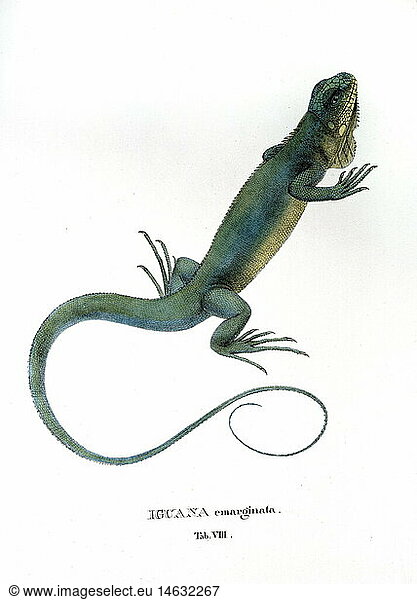 Ãœ SG hist.  Zoologie  Reptilien  Leguane  Iguana emarginata  Farblithografie  von Johann Baptist von Spix  aus 'Animalia nova sive species novae lacertorum'  MÃ¼nchen  Deutschland  1825