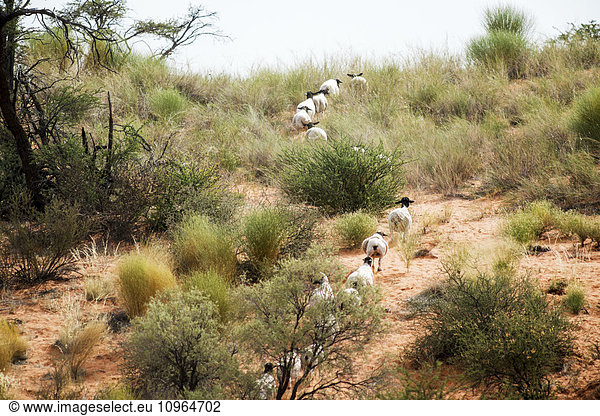'Sheep running in lines through African countryside; Namibia'