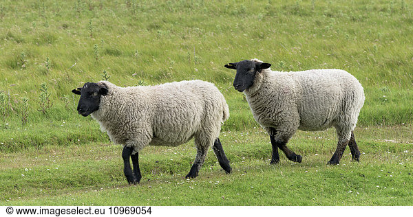 'Sheep walking in a grass field; John O'Groats  Scotland'