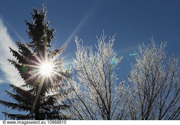 'Silhouette of a frosted evergreen tree and frosted tree branches with a sun burst and blue sky; Calgary,  Alberta,  Canada'