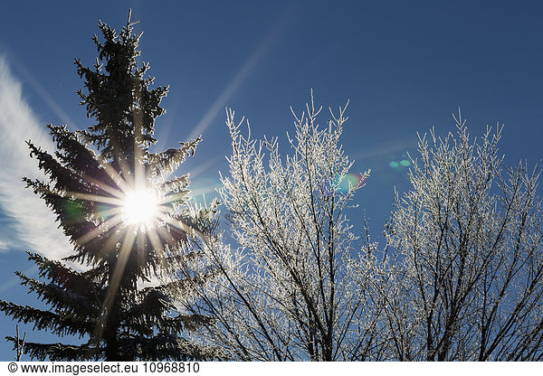 'Silhouette of a frosted evergreen tree and frosted tree branches with a sun burst and blue sky; Calgary Alberta Canada'