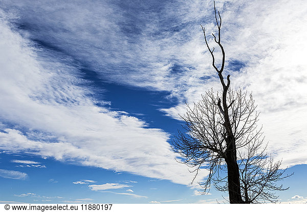 'Silhouette of dead tree against a dramatic cloud formation with blue sky; Calgary  Alberta  Canada'