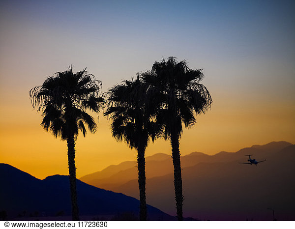 'Silhouette of three palm trees and a plane in flight against layers of silhouetted mountains at sunset; Palm Springs  California  United States of America'