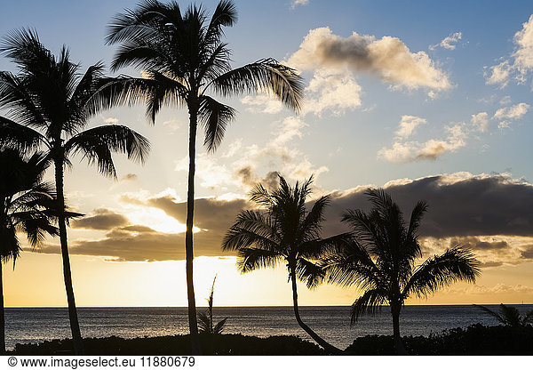 'Silhouetted palm trees along the coast at sunset with a view of the tranquil ocean; Hawaii  United States of America'