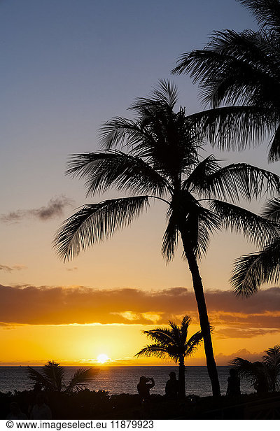 'Silhouetted palm trees and tourists along the coast looking at a golden sunset and tranquil ocean; Hawaii  United States of America'